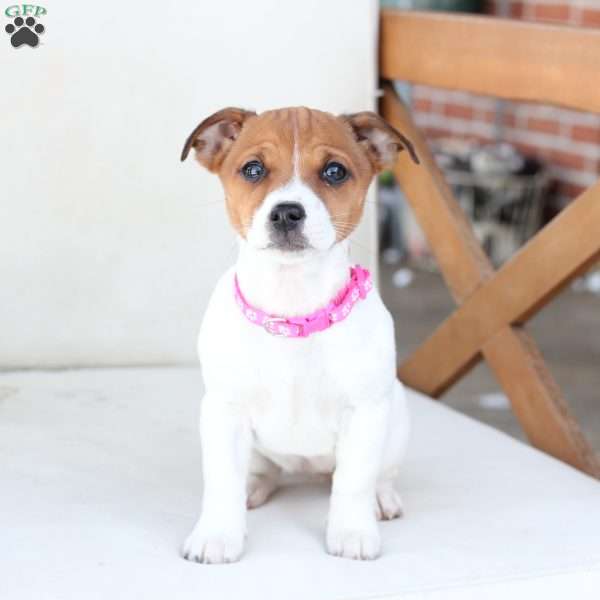 Lucy, Jack Russell Terrier Puppy