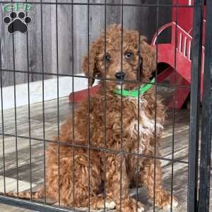 Emma, Goldendoodle Puppy