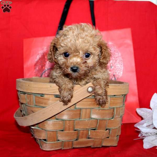 Angel, Cavapoo Puppy