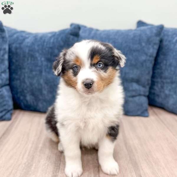 Alex, Miniature Australian Shepherd Puppy