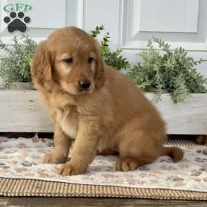 Bella, Golden Retriever Puppy