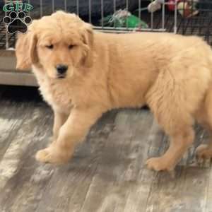 Rosie, Golden Retriever Puppy