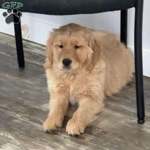 Rosie, Golden Retriever Puppy