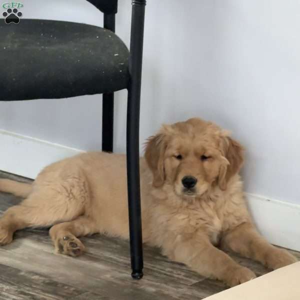 Rosie, Golden Retriever Puppy