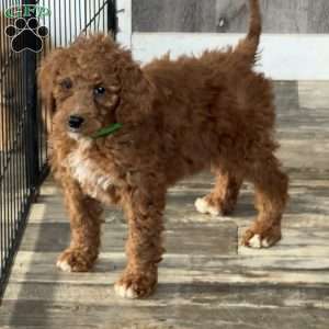 Emma, Goldendoodle Puppy
