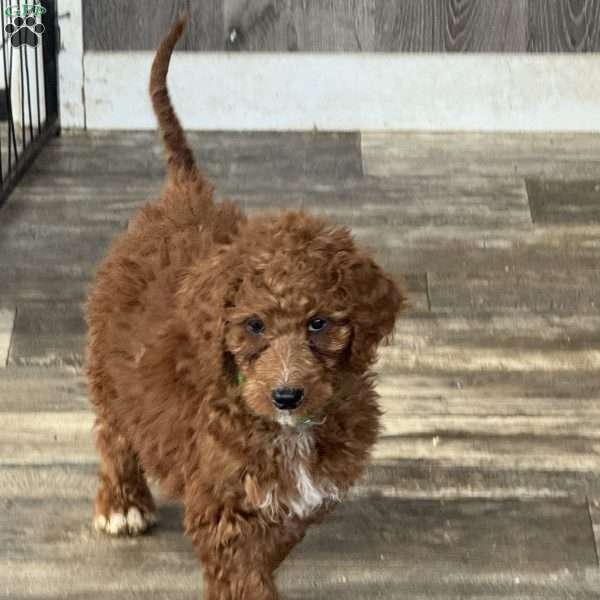 Emma, Goldendoodle Puppy