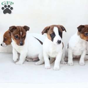 Moose, Jack Russell Terrier Puppy