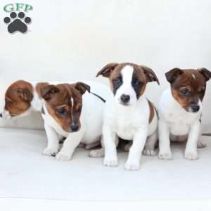 Duke, Jack Russell Terrier Puppy