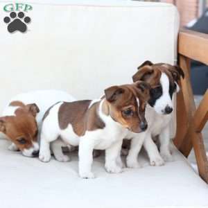 Moose, Jack Russell Terrier Puppy