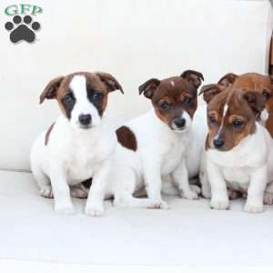 Duke, Jack Russell Terrier Puppy