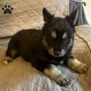 Autumn, Siberian Husky Puppy