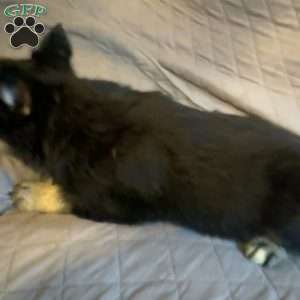 Autumn, Siberian Husky Puppy