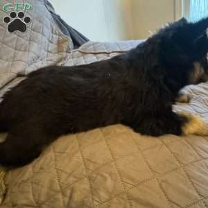 Autumn, Siberian Husky Puppy