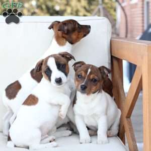 Moose, Jack Russell Terrier Puppy