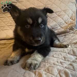 Winter, Siberian Husky Puppy