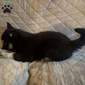 Winter, Siberian Husky Puppy