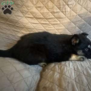 Winter, Siberian Husky Puppy