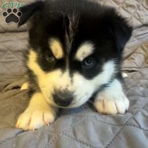 Ham, Siberian Husky Puppy