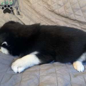 Ham, Siberian Husky Puppy