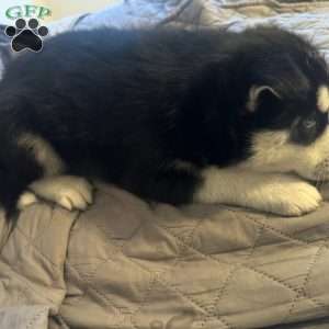 Ham, Siberian Husky Puppy