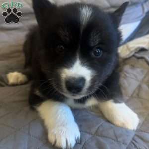 Apple, Siberian Husky Puppy