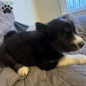 Apple, Siberian Husky Puppy