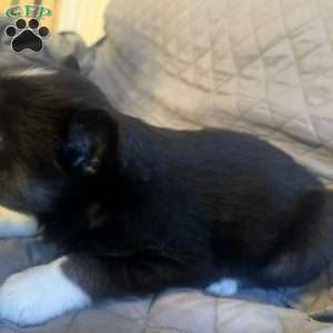 Apple, Siberian Husky Puppy