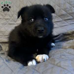 Yam, Siberian Husky Puppy