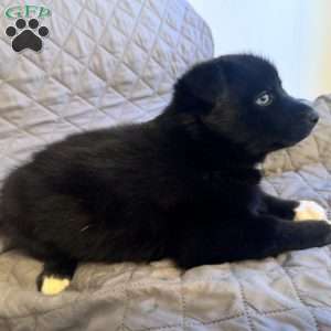 Yam, Siberian Husky Puppy