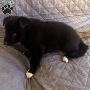 Yam, Siberian Husky Puppy