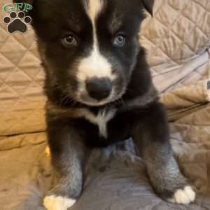 Chestnut, Siberian Husky Puppy