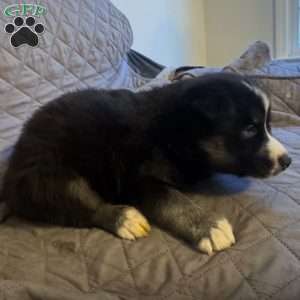 Chestnut, Siberian Husky Puppy