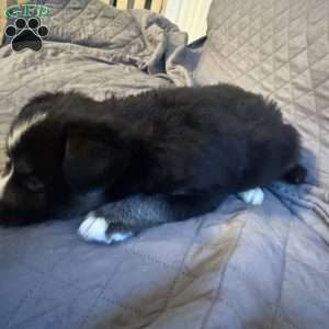 Chestnut, Siberian Husky Puppy