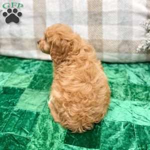 Ben, Cavapoo Puppy