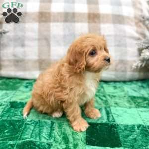 Ben, Cavapoo Puppy