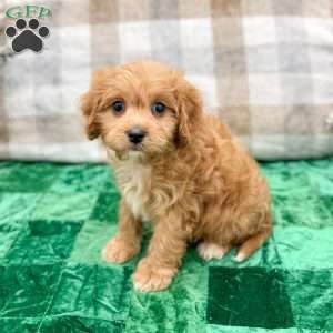 Ben, Cavapoo Puppy