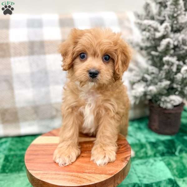 Ben, Cavapoo Puppy