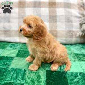 Trent, Cavapoo Puppy