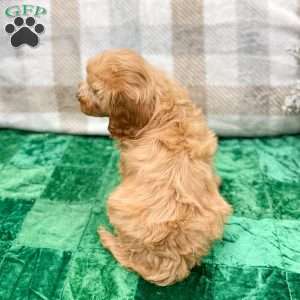 Trent, Cavapoo Puppy