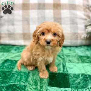 Trent, Cavapoo Puppy