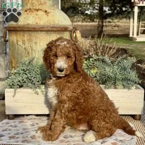 Frankie, Goldendoodle Puppy