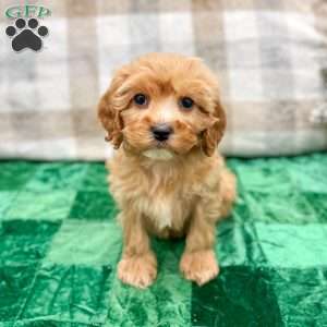 Trent, Cavapoo Puppy