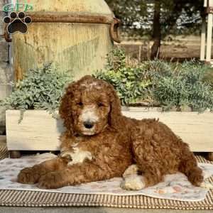 Frankie, Goldendoodle Puppy