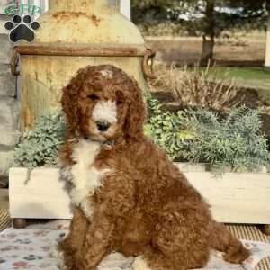 Fonzi, Goldendoodle Puppy