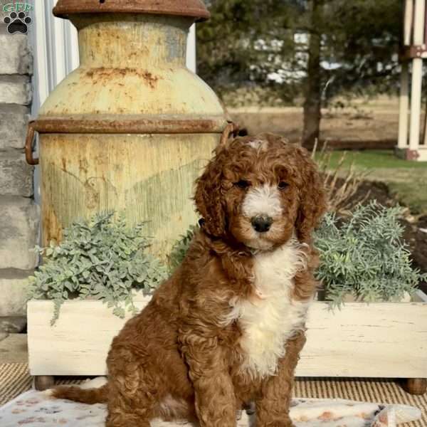 Fonzi, Goldendoodle Puppy