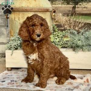 Freddy, Goldendoodle Puppy