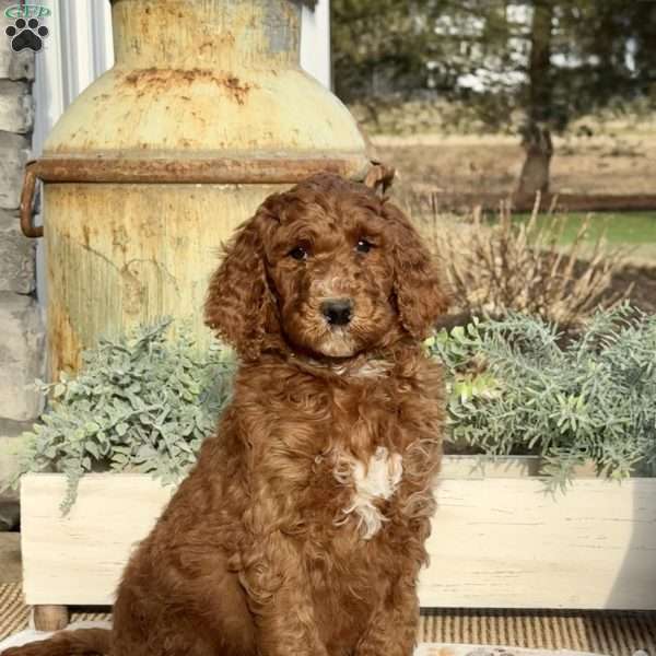 Freddy, Goldendoodle Puppy