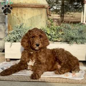 Freddy, Goldendoodle Puppy