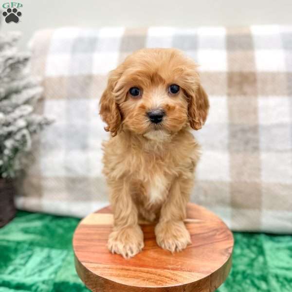 Trent, Cavapoo Puppy