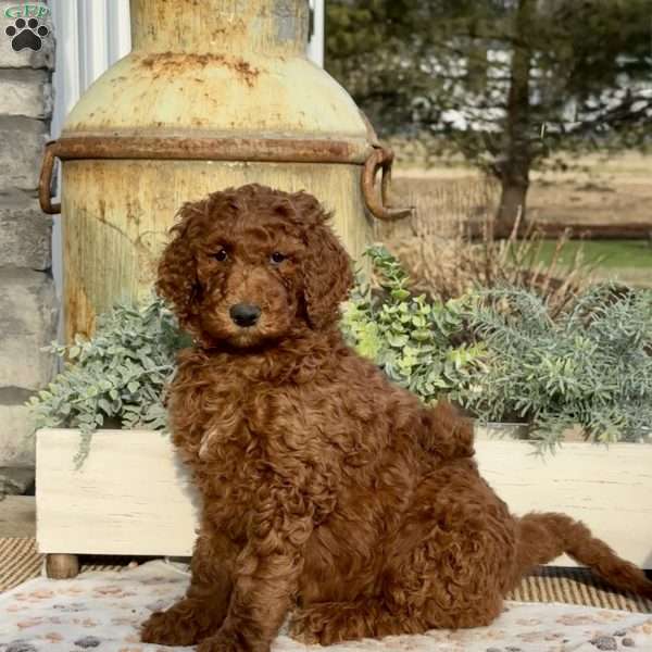 Fancy, Goldendoodle Puppy